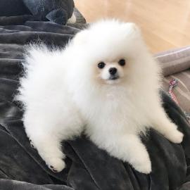 Wundersch�ne Pomeranian Zwergspitze mit
