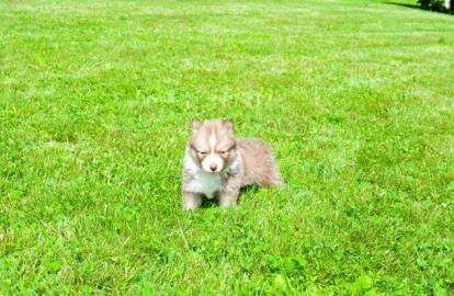 M�nnliche und weibliche Pomsky-Welpen ve
