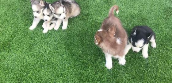 Siberian Husky Pups AKC