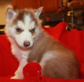Siberian Husky Pups AKC