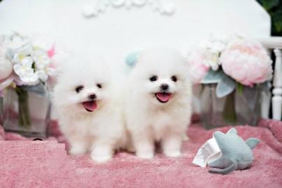 Kleine Pomeranien-Zwergspitz Babys