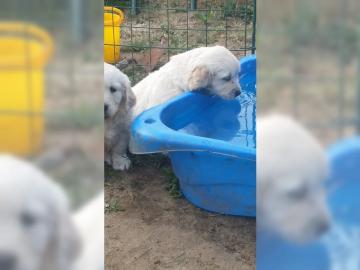 Traumhaft sch?ne Golden Retriever Welpen