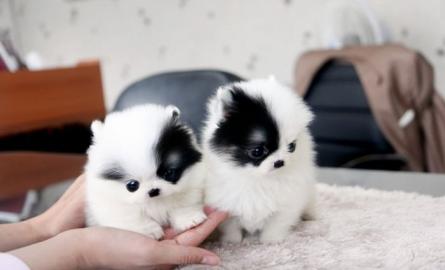 MINI Teacup Pomeranian Zwergspitz Welpen