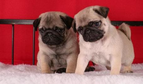Mops Welpen