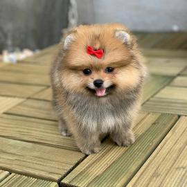 ORIGINAL POMERANIAN ZWERGSPITZ WELPE WEI