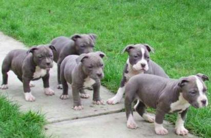 Blaue Nase Pitbull Welpen whatsapp Numme