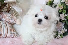 Malteser Welpen