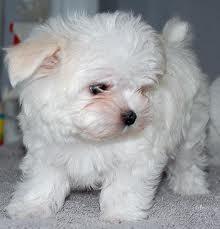 Malteser Welpen