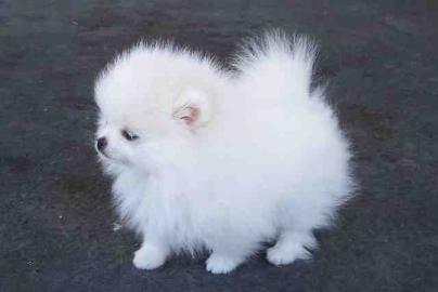 Pomeranian  / Zwergspitz Welpen