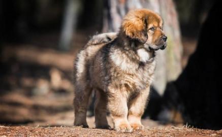 Tibet-dogge (Do Khyi)