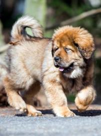 Tibet-dogge (Do Khyi)