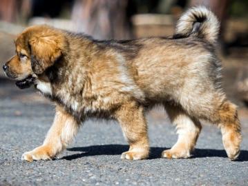 Tibet-dogge (Do Khyi)