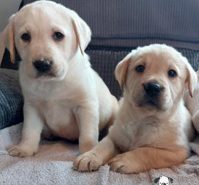Typvolle Labrador Welpen mit Papieren