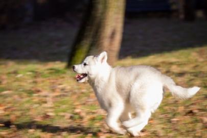 Siberian Husky Welpen mit FCI (VDH Papie