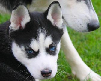 Siberian Husky Welpen mit FCI (VDH Papie