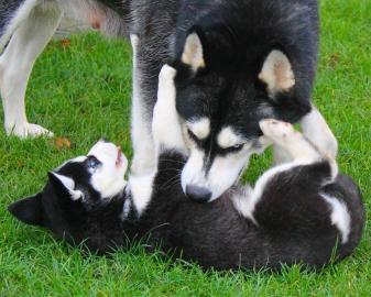 Siberian Husky Welpen mit FCI (VDH Papie
