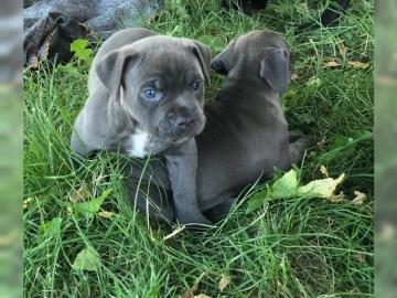 Junge Pit Bull Terrier H�ndin abzugeben