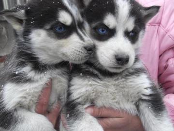 Siberian Husky Welpen