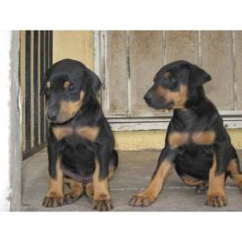 Dobermannwelpen suchen neues zu Hause