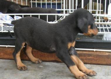 Dobermannwelpen suchen neues zu Hause