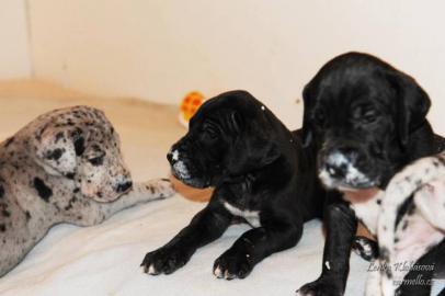 Deutsche Dogge schwarz, gefleckt, . . . 