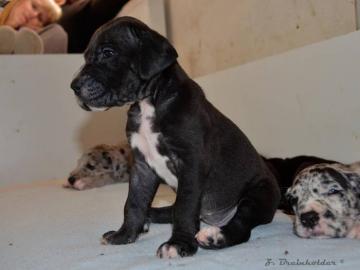 Deutsche Dogge schwarz, gefleckt, . . . 