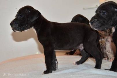 Deutsche Dogge schwarz, gefleckt, . . . 