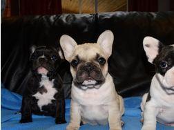 Champion Blutlinie franz�sische Bulldogg