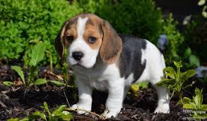 Wundersch�ne Beagle Welpen mit Papiere s