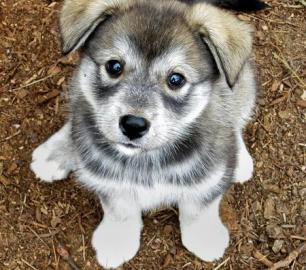 Sch�ne weibliche Siberian Husky Welpen m