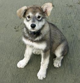 Sch�ne weibliche Siberian Husky Welpen m