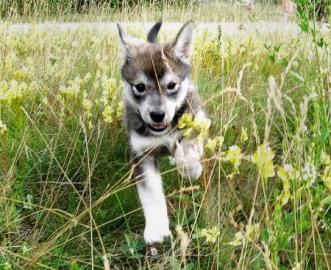 Sch�ne weibliche Siberian Husky Welpen m