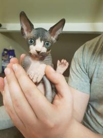 Sphynx Sphynx K�tzchen s��e Super
