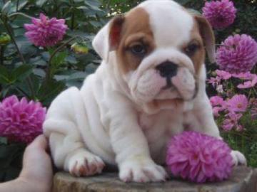 Zuckers��e englische Bulldogge Welpen