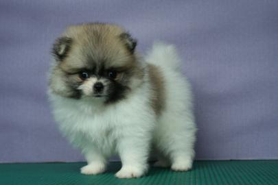 Zwergspitz Pomeranian Welpen