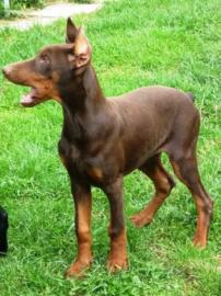 Dobermann Welpen,