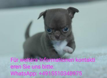 s��e MINI chihuahua welpen mit Papieren