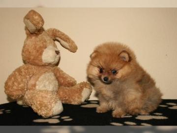 Wundersch�ne Pomeranian Zwergspitz welpe