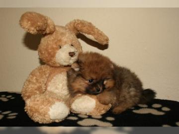Wundersch�ne Pomeranian Zwergspitz welpe