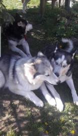 Siberian Husky-Welpen ab sofort verf?gba
