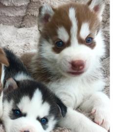 Weltklasse-Klasse PureBreed Siberian Hus