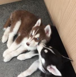 Weltklasse-Klasse PureBreed Siberian Hus