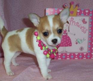 sch�ne Chihuahua Welpen zur Annahme
