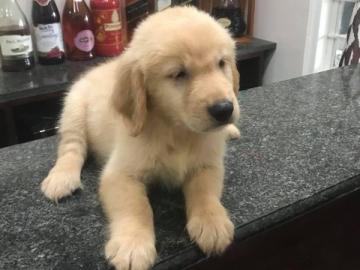 Golden Retriever Welpen zu verkaufen