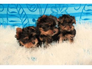 Yorkshire Terrier Welpen VDH whatsapp Nu