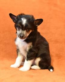 Chinesischer Schopfhund/Chinese crested