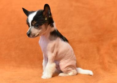 Chinesischer Schopfhund/Chinese crested