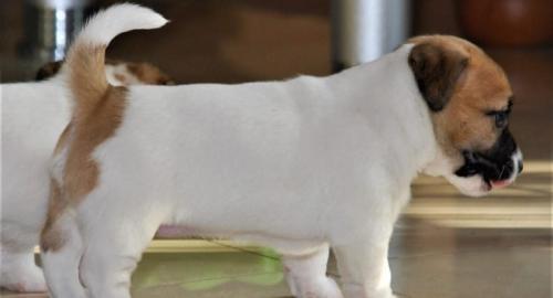 Parson Jack Russell Terrier Welpen mit P