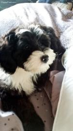 Tibet Terrier Welpen d�rfen nun ausziehe
