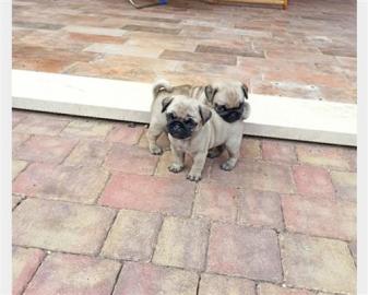 Super Gesunde Mops  Welpen m?nnlich & we